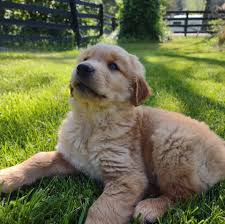 As a breeder we breed for the best quality. Thistle Hill Golden Retrievers Home Facebook