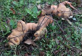 Image result for Smilax