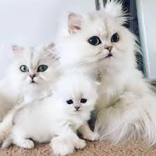 What is the personality of a persian kitten or cat? Pearly Persians Home Facebook