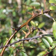 Image result for Pyracantha coccinea red column