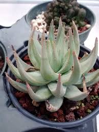 Image result for Aloe haroniensis