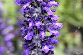 Sapphire lotus or blue color lotus flowers. Salvia Mystic Spires Blue A Hybrid With Dark Grey Green Leaves And Purple Blue Flowers Often Goes Under Cultivar Name Balsalmisp Stock Photo Picture And Royalty Free Image Image 63539470