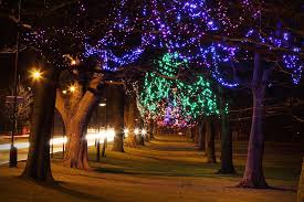 Buy outdoor 3d illuminated static light christmas trees the worm that turned revitalising your outdoor space. How To Safely Hang Christmas Lights On Outdoor Trees Lineage Tree Care