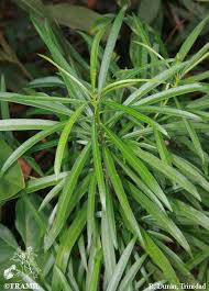 Image result for Cascabela