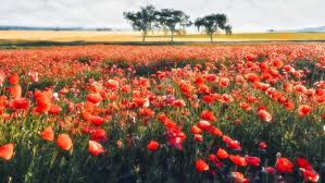 Free hd wallpaper, images & pictures of flowers, download photos for your desktop. Flowers Field Landscape Hd Wallpapers Desktop And Mobile Images Photos