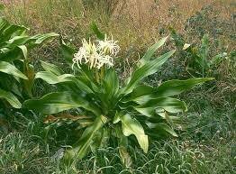 Image result for Crinum aurantiacum