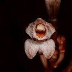 Image result for Didymoplexis