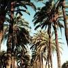 It is an ideal palm for interior areas of southern california that don't get too cold. 3