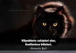 Kediler Ile Ilgili Sozler Sozler Ve Mesajlar