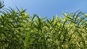 Image result for Arundo