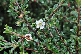 Image result for Cotoneaster