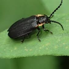 Black Firefly (Lucidota atra) — Minnesota Seasons