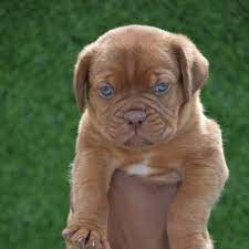 French Mastiff Puppies French Mastiff Puppies French Mastiff Dog Mastiff Puppies For Sale