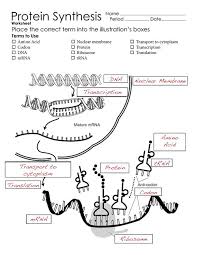 Break aparty mrna and send it back to the nucleus so that it can be reused d. Transcribe And Translate A Gene Answer Key Transcription And Translation