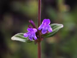 Image result for Clinopodium uhligii