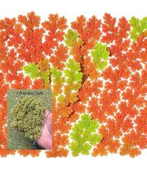 Image result for Cycnium filicalyx