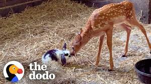 Baby Deer Only Takes Naps With Her Baby Bunny The Dodo Odd Couples Youtube