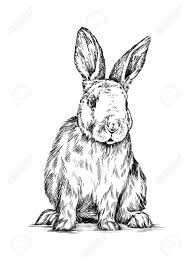 Lapin dessin noir et blanc. Noir Et Blanc Peinture Au Pinceau Encre Dessiner Isole Lapin Illustration Banque D Images Et Photos Libres De Droits Image 49814911