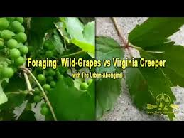 For making wine special varieties must be planted).2. Foraging For Summer Edibles 18 Wild Grapes Vs Virginia Creeper Youtube
