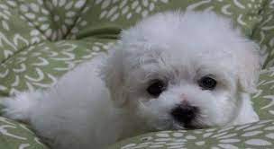 Bichon Frise Puppy For Sale In Eugene Or Adn 58034 On Puppyfinder Com Gender Male Age 10 Weeks Old Bichon Frise Puppy Bichon Frise Bichon