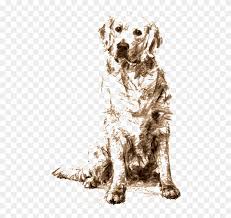 Drawing a golden retriever is easy in this step by step cartoon dog drawing lesson by cheri. Golden Retriever Sitting Drawing Png Download Golden Retriever Charcoal Drawing Clipart 1389402 Pikpng