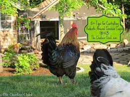 Pest control, exterminators, termites, orkin man, bug control, roaches and more in garden grove, ca. 15 Tips To Control Rodents Around Chicken Coops The Chicken Chick