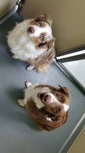 Backed with our experience and knowledge of caring for pets, we strive. Wiggles And Wags Pet Resort 1811 E Baseline Rd Tempe Az 85283 Usa