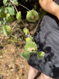 Image result for Abutilon indicum