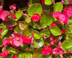 Image result for begonia semperflorens