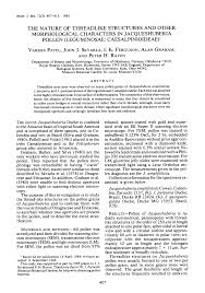 Image result for Ophrestia unicostata