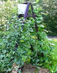 Check spelling or type a new query. Companion Planting With Beans