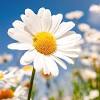 These are also referred to as the florist's carnation. 1