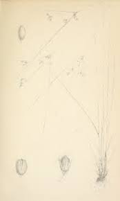 Image result for Lipocarpha atra