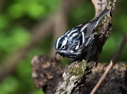 Technically niff but it's still pretty platonic until tomorrow's fic. Warblers Madison Audubon