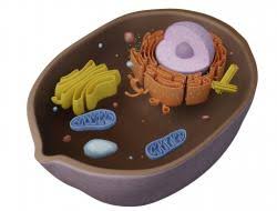 Creating a 3d animal cell project is a great way to model and familiarize yourself with all the various organelles that make up an animal cell. Animal Cell 3d Model Stlfinder