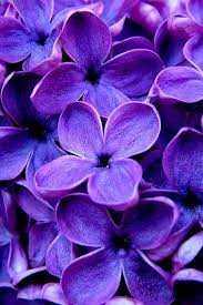 Lilacs Auntie Dogma S Garden Spot Lilac Flowers Purple Flowers Purple Lilac