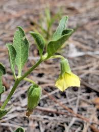 Image result for Physalis viscosa