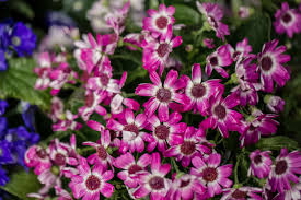 Image result for Cineraria mazoensis