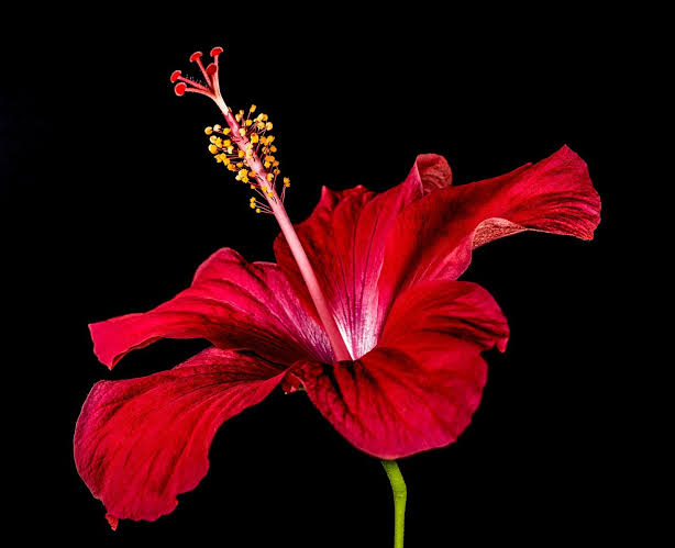 What's So Special About the Hibiscus Flower? - PlantSnap - Plantsnap -  Identify Plants, Trees, Mushrooms With An App