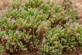 Image result for Hypertelis