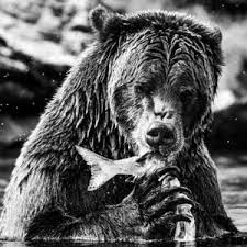 Download this free picture about black bear animal canim from pixabay's vast library of public domain images and videos. Black And White Images Bears Beyond