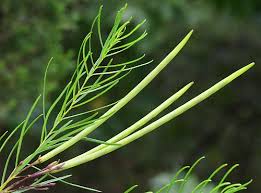 Image result for Aspilia ciliata