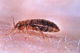 Um alle flöhe im bett loszuwerden, müssen bett und schlafzimmer gründlich gesäubert werden. Bettwanze Wikipedia