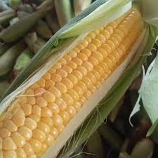 Tanaman katuk merupakan sayuran hijau yang kaya akan vitamin dan mineral, magnesium, kalium, kalsium, zinc, vitamin a, b kompleks, c dan. 200 Benih Jagung Manis Madu Unggul Lazada Indonesia