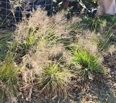 Image result for Sporobolus stapfianus