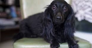 Miniature Black And Cream Dachshund Sign Up Tumblr Black Dachshund Dachshund Puppy Long Haired Baby Dachshund