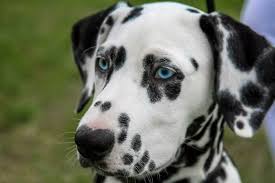 Black And Grey Spotted Dog 70 Unique Names For Dogs With Spots Cute Names For Dogs Dog Breed Names Best Dog Names
