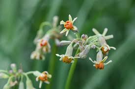 Image result for Tulbaghia acutiloba