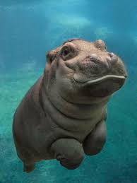 Pin On Baby Animals Pictures