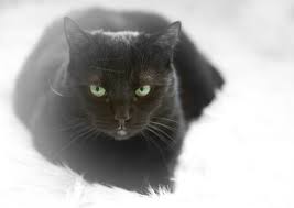Her dandruff went away after a few weeks. Cat Dandruff Causes How To Get Rid Treatment And Home Remedies Dogs Cats Pets